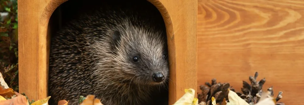 Ein Igel schaut aus einem kleinen Holzhaus heraus.